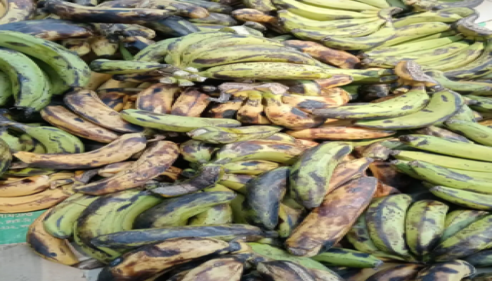 ​পুষ্টিকর খাবারের নামে শিক্ষার্থীদের দেওয়া হচ্ছে নষ্ট কলা