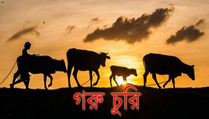 ​কেন্দুয়ায় কৃষকের গোয়ালঘর থেকে ৫ গরু চুরি, পথে বসার শঙ্কায় পরিবার