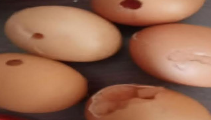 কাউখালীতে সরকারি প্রাথমিক বিদ্যালয়ে নিম্নমানের খাবার পরিবেশনের অভিযোগ