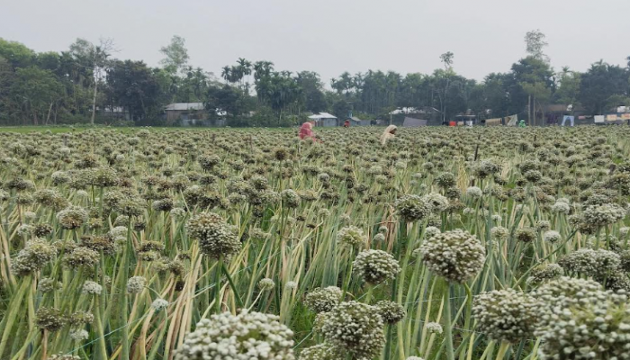 কুড়িগ্রামে প্রথমবারের মতন পেঁয়াজ বীজ উৎপাদন, সম্ভাবনা দেখছেন কৃষকেরা