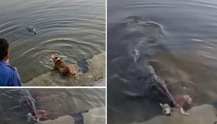 খানজাহানের মাজারে কুমিরের শিকার যখন ‘কুকুর’ প্রকৃত ঘটনা কী