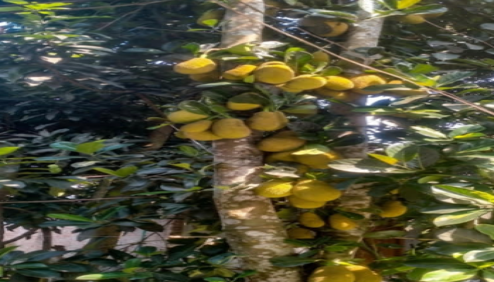 এক গাছে শত কাঁঠাল !