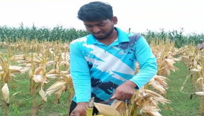 ‎জেগে ওঠা ব্রহ্মপুত্রের চরে স্বপ্নের লড়াই: ভাঙনের বুকে সবুজের জয়গান