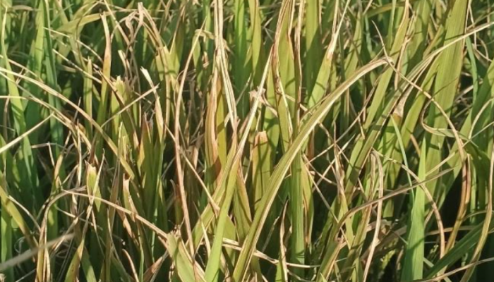 কুড়িগ্রামের উলিপুরে অবৈধ ইটভাটার ধোঁয়ায় পুড়ছে ফসলি জমি, ক্ষতিগ্রস্ত কৃষকরা