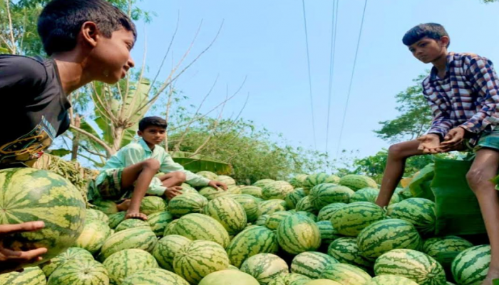 বাম্পার ফলনেও দক্ষিণাঞ্চলে তরমুজ চাষিদের মুখে নেই হাসি