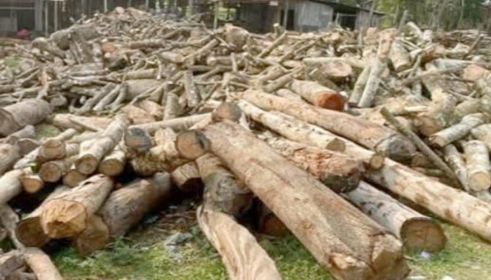 হবিগঞ্জে উজাড় হচ্ছে বন অবৈধ করাত কল নিয়ে বন বিভাগ ও পল্লী বিদ্যুতের টানাপোড়েন