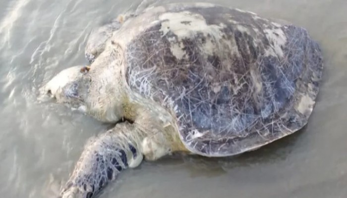 কুয়াকাটা সমুদ্র সৈকতে  ভেসে এলো  ৪০ কেজির অলিভ রিডলি  কচ্ছপ