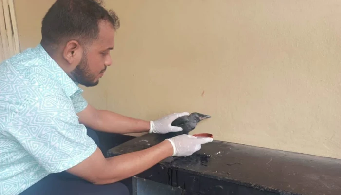 চিকিৎসা নিতে হাসপাতালে হাজির অসুস্থ কাক