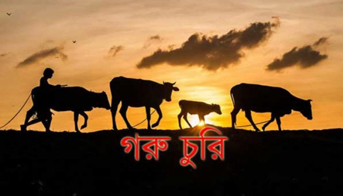 কেন্দুয়ায় গোয়ালঘর থেকে কৃষকের তিন গরু চুরি