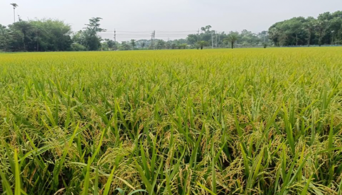 বাম্পার ফলনের দ্বারপ্রান্তে ত্রিশালের বোরো ধান, তবুও কৃষকের চোখে কালবৈশাখীর শঙ্কা
