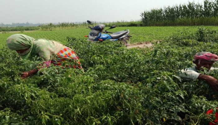 কুড়িগ্রামের শিলাবৃষ্টিতে তিস্তার চরে মরিচ-পেঁয়াজসহ ফসলের ক্ষতি