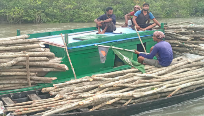 বন বিভাগের উদাসীনতায় পটুয়াখালীতে গাছ চোরাচালান: বছরে কোটি টাকার রাজস্ব ফাঁকি