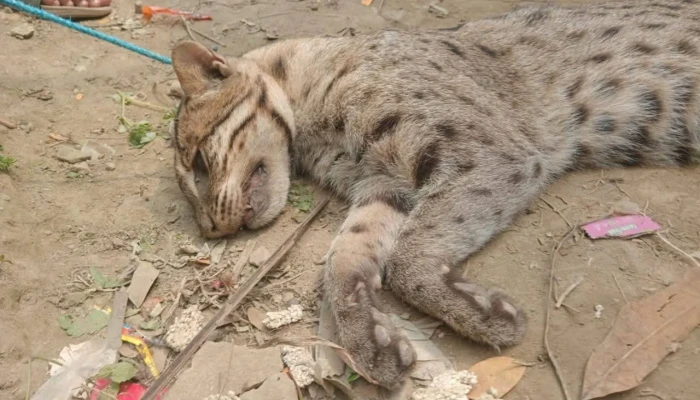 ফাঁদ পেতে মেছো বিড়াল পিটিয়ে মারলো মুরগির খামার মালিক