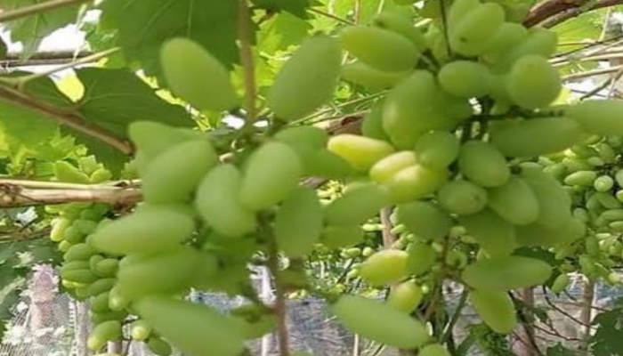 কুড়িগ্রামের ফুলবাড়ীতে আঙ্গুর চাষে সফল এক ব্যাংক কর্মকর্তা