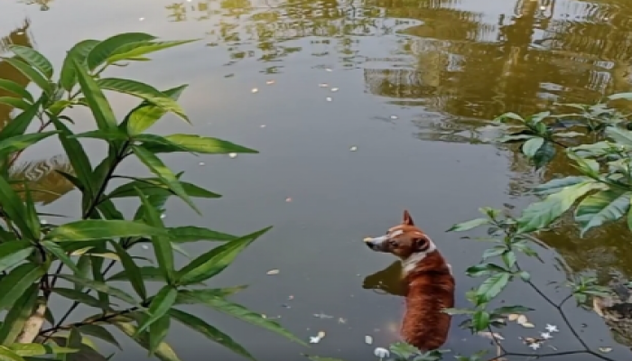​তাপদাহে ক্লান্ত কুকুর, শীতলতার আশায় পুকুরে