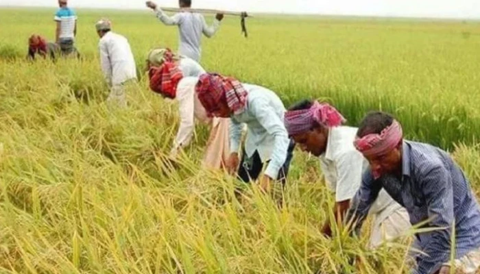 সুনামগঞ্জে আকস্মিক বন্যার পূর্বাভাস, দুশ্চিন্তায় কৃষকেরা