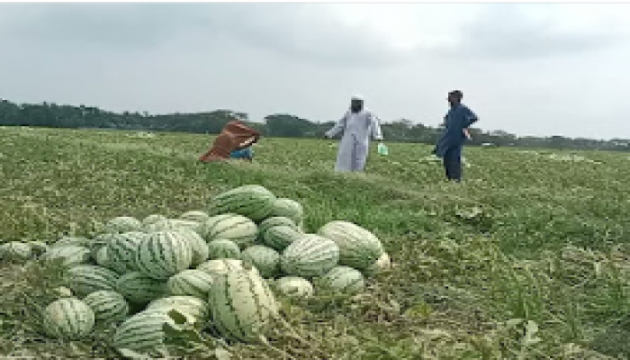 বারবার লোকসান, তরমুজ থেকে মুখ ফেরাচ্ছেন কয়রার কৃষকেরা