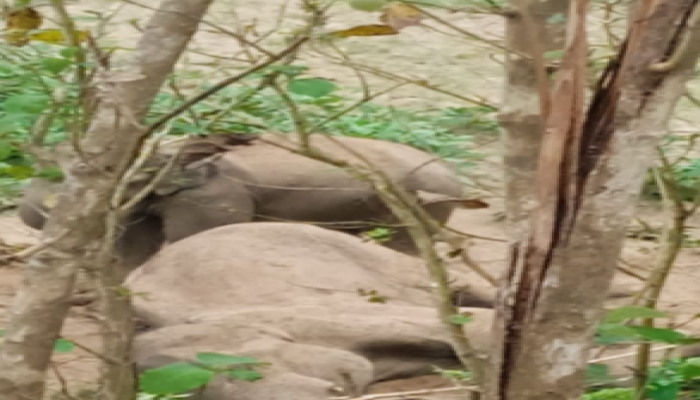 দীর্ঘ চিকিৎসার পরও বাঁচানো গেল না বন্য হাতি