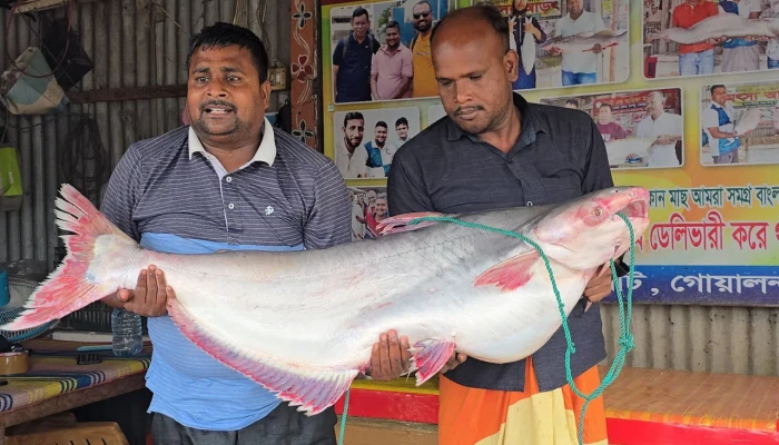 পদ্মার ২৫ কেজির পাঙাশ ৭১ হাজার টাকায় বিক্রি