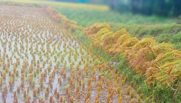 বৈরী আবহাওয়া বোরো ধান কাটা ও মাড়াইয়ে বিপাকে ব্রাহ্মণপাড়ার কৃষক