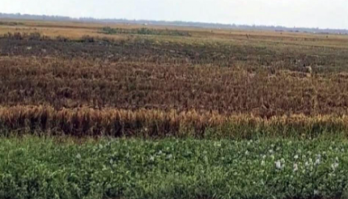 ​‎নবীগঞ্জে বৃষ্টি-শিলাবৃষ্টির আশঙ্কায় আগাম ধান কাটা, লোকসানের আশঙ্কায় কৃষক