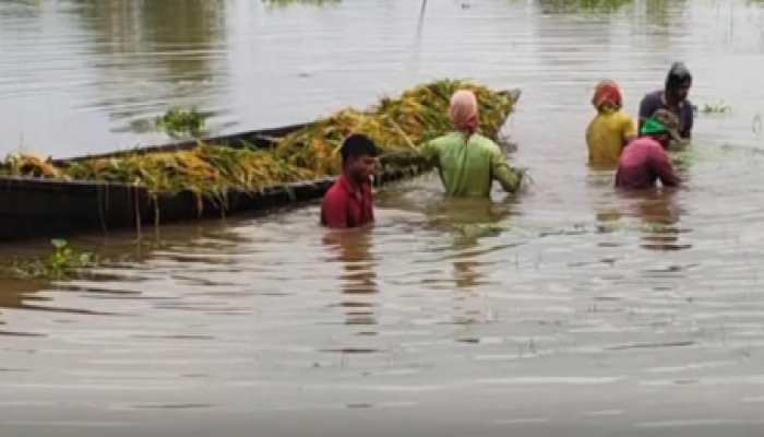 ​‎হবিগঞ্জের হাওরে পানির ঢলে কয়েক হাজার হেক্টর বোরো ফসল তলিয়ে যাওয়ার শঙ্কায় কৃষকদের হাহাকার