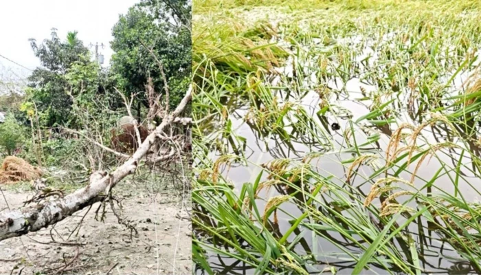 ধনবাড়ীতে ঝড়ে ব্যাপক ক্ষতি, ঝুঁকিতে কৃষি