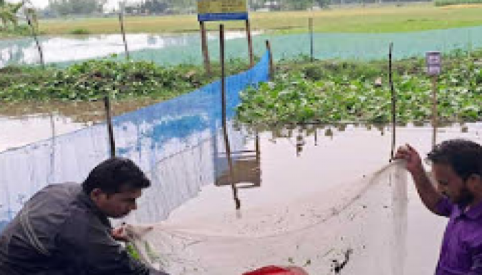 দেশি মাছের সঙ্গে চাষ হচ্ছে গলদা চিংড়ি-বাহারী মাছ