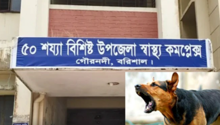 একইদিনে পাগলা কুকুরের কামরে ১৪ জন আহত