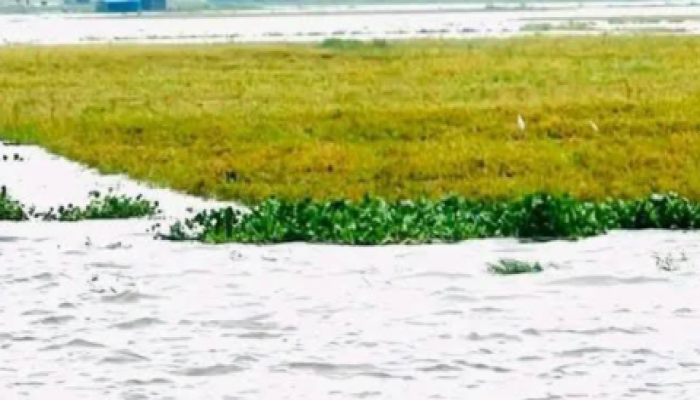 ​টানা বর্ষণে কেন্দুয়ার হাওরে ৮৭৩ হেক্টর ফসল তলিয়ে কৃষকের হাহাকার