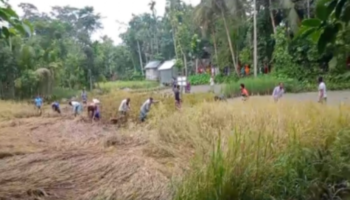 ​বানারীপাড়ায় আদালতের নিষেধাজ্ঞা অমান্য করে বিরোধীয় জমির ধান কেটে নেওয়ার অভিযোগ;