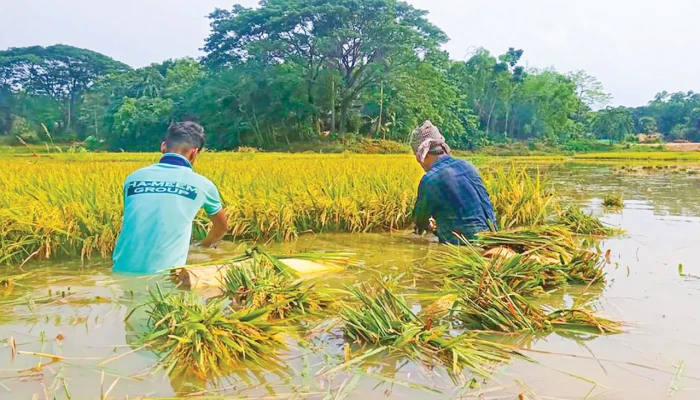 পাহাড়ি ঢল আর অতিবৃষ্টিতে বন্যা, ফসলের ব্যাপক ক্ষতি
