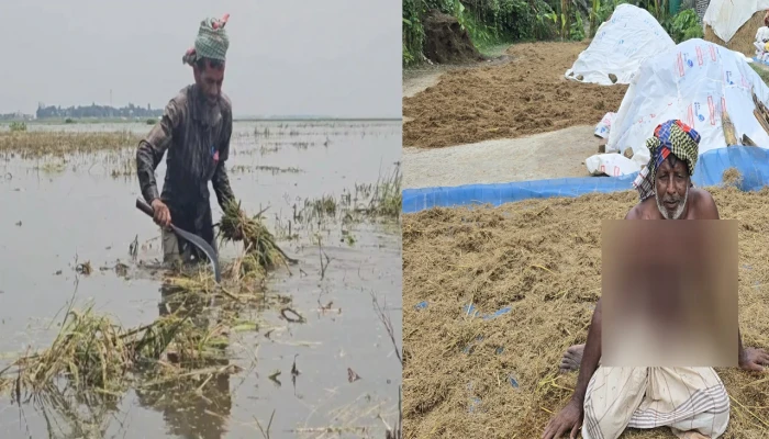ঋণের বোঝা আর নষ্ট ধানে দিশেহারা হাওরের কৃষক