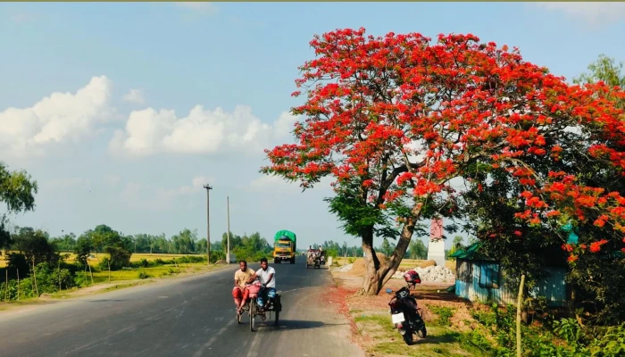 পথচারীদের মন রাঙাচ্ছে রঙিন কৃষ্ণচূড়া