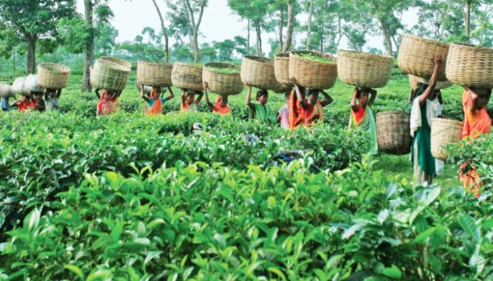 সরকারি প্রাথমিক বিদ্যালয় নেই ২১ চা বাগানে