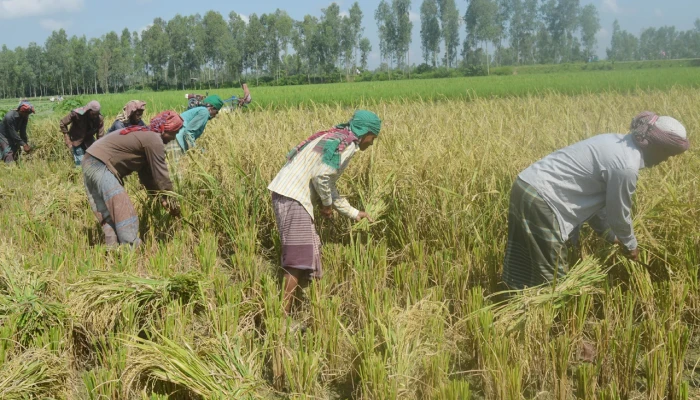 ধুনটে এক মণ ধানের দামে মিলছে না একজন শ্রমিক