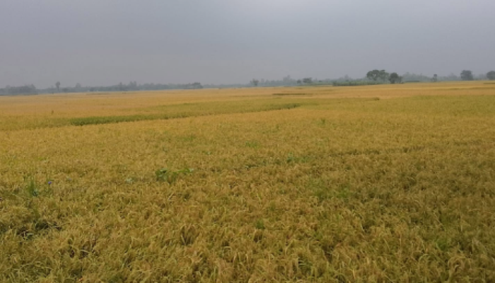 ​শ্রমিক সংকটে বিপাকে দিনাজপুরের কৃষক, কাটেনি ২০ হাজার হেক্টর জমির ধান\