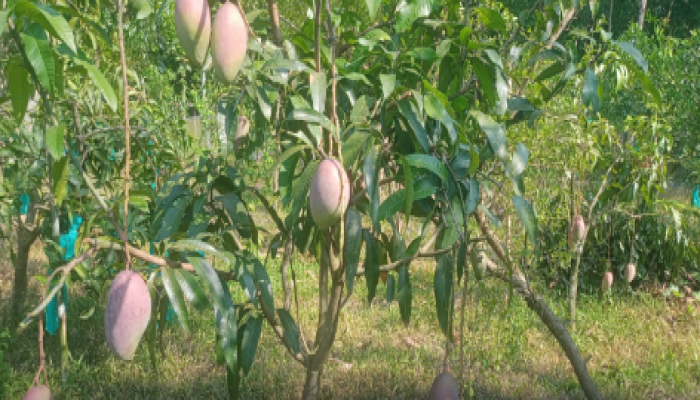 ​টিউশনের টাকায় শুরু ফল বাগান, এখন বছরে আয় ৭ লাখ, বরিশালের যুবক সাকিনের বাগানে ৮০ জাতের আম, বিদেশি ফলেও সফলতা