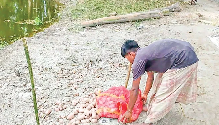 দাম কম, আলু ফেলে দিচ্ছেন গঙ্গাচড়ার কৃষক