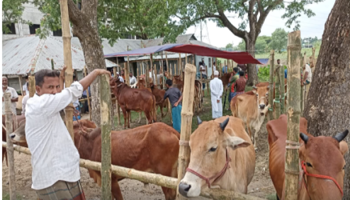 ​বুড়িচংয়ে অনুমোদনহীন পশুর হাট, বিপুল রাজস্ব হারাচ্ছে সরকার