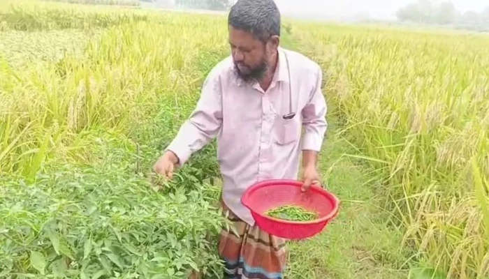 ধামরাইয়ে জমির আইলে মরিচ চাষে সফলতা