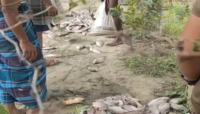 চাটখিলে পুকুরে বিষ দিয়ে ২৫ লাখ টাকার মাছ নিধন