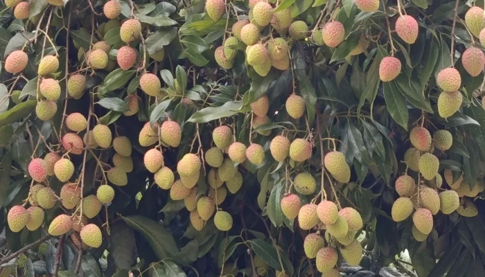বাগাতিপাড়ার বাতাসে লিচুর মিষ্টি সুবাস, চাষিদের আশা বাম্পার ফলনের