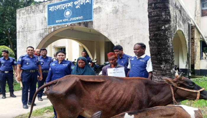 ​নেত্রকোনায় চুরি হওয়া গরুসহ স্বামী-স্ত্রী গ্রেপ্তার