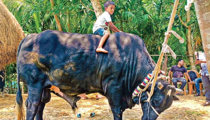 কালো মানিকের দাম হাঁকা হচ্ছে ২২ লাখ টাকা