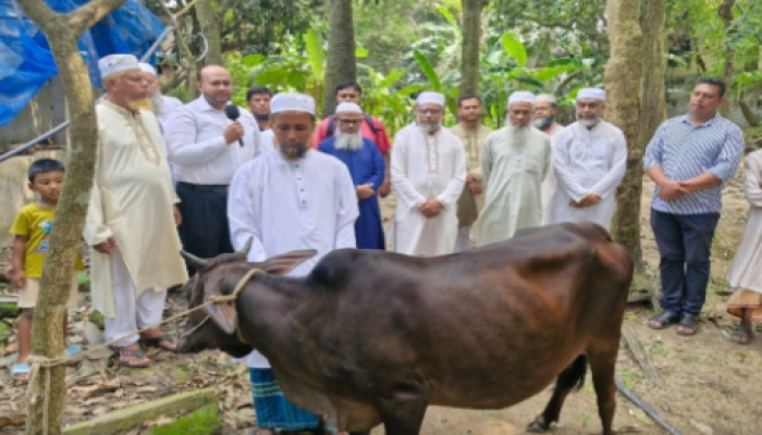 কালীগঞ্জে অগ্নিকাণ্ডে ক্ষতিগ্রস্ত ইমামকে গাভী উপহার দিল জামায়াত নেতৃবৃন্দ