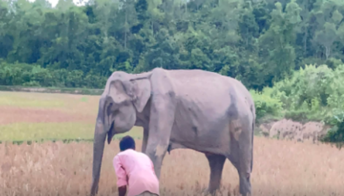 ​অসুস্থ মা হাতি, পাশে ঘুরছে শাবক সেবাদিতে তৎপর বন বিভাগ