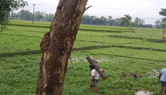 বদরগঞ্জে ইউপি সদস্য বিরুদ্ধে সরকারি গাছ কেটে বিক্রি অভিযোগ।