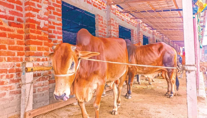 রংপুরে গরুর ব্যতিক্রমী ‘আবাসিক হোটেল’