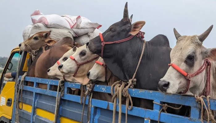 ঈদে পশুবাহী ট্রাকে হাটের নাম-ঠিকানা প্রদর্শনের নির্দেশ